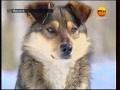 История собачьей преданности, Иркутск