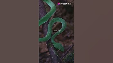 7 unsolved mystery about snakes!#views #facts #new #history #snacks  #unsolvedmystery #trendingshort