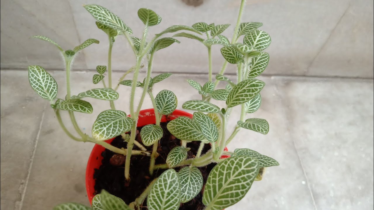 Rootbridges.com Unboxing + honest review of Indoor plants - Pink Agalaonema,  Fittonia, Ficus Pumila