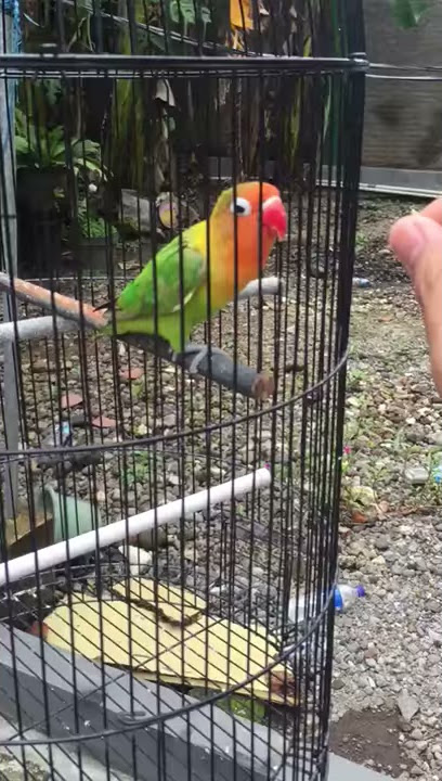Lovebird Paud Belajar Ngekek
