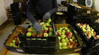 Apple sorting 2019 - Timelapse