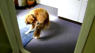 Funny Dog Chasing Tail