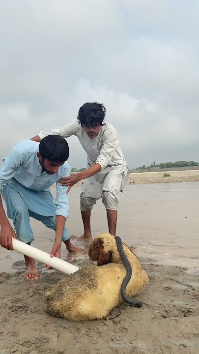 nag rescue krlia