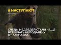 Медведи наступают! Неподалеку от Барнаула стали чаще встречать следы медведей