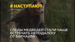 Медведи наступают! Неподалеку от Барнаула стали чаще встречать следы медведей Медведи наступают! Неподалеку от Барнаула стали чаще встречать следы медведей