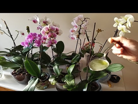 Video: Orchidea Keikis: Propagácia orchideí z Keikis