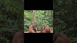 Orangutan Platform Feast.