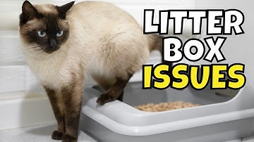 If Your Cat Pees Outside the Litter Box, It Means THIS!