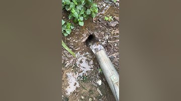 Bắt con chuột trong hang tập 1