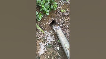 Bắt con chuột trong hang tập 1