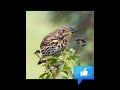 أقوى صوت سك سمن صافي   