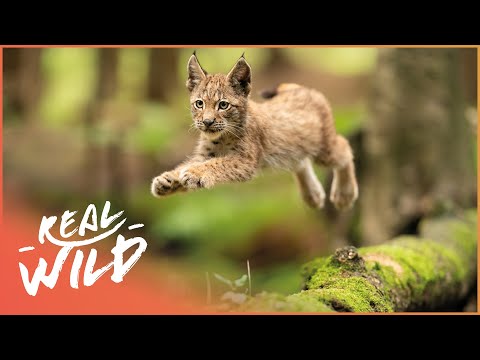 Video: Common lynx: description and photo. In what regions of Russia can you find the common lynx