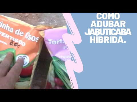 Como adubar jabuticaba híbrida orgânica