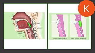 RAD 113 Chapter 3 :Chest and Upper Airway