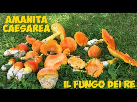 Video: Come Identificare Un Fungo Caesar O Amanita Caesarea