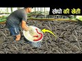 साँपों की खेती करके लोग कमा रहे है करोड़ों रुपये snake farming in china