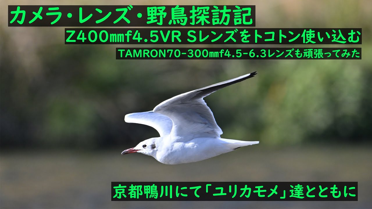 カメラレンズ野鳥探訪記 Z400㎜f4.5とTAMRONさんの70-300㎜f4.5-6.3を
