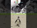 Penguin Habitats and Adaptations