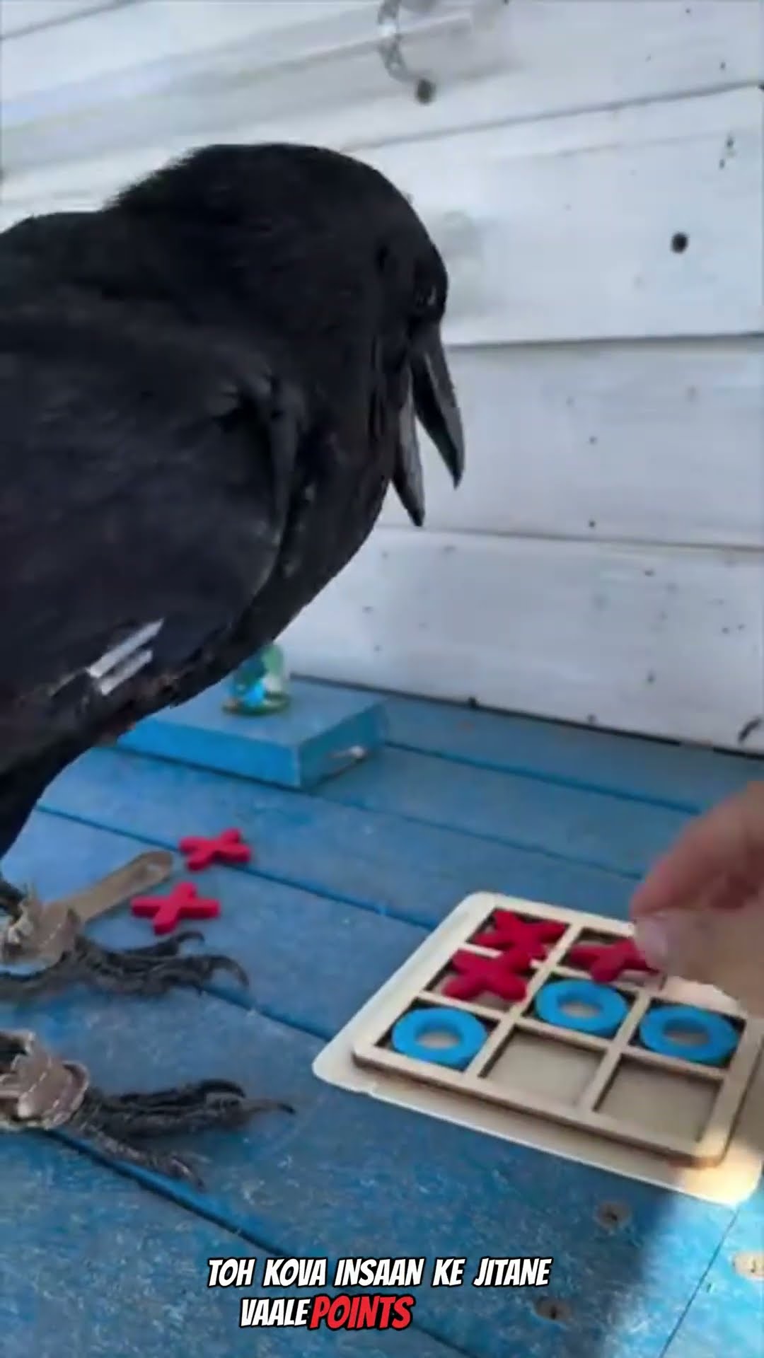 Crow and human #shortvideo