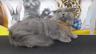 Cat Breed British Shorthair Proper Grooming Video by Ser ErickRL 40 views 1 year ago 2 minutes, 35 seconds