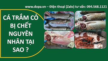 DOPA I PHÒNG TRỊ BỆNH XUẤT HUYẾT VIRUS CÁ TRẮM CỎ HIỆU QUẢ NHẤT