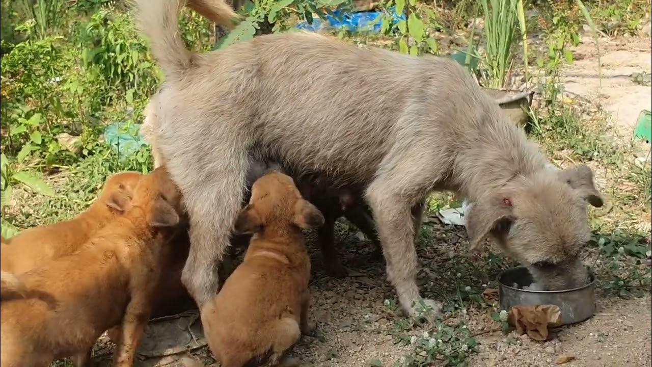 Mama Really Hurt while big 6 Puppies try to get breastfed YouTube