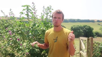 Roots Garden Service - Mallow