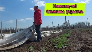 Снимаем укрытие с ежевики. Впервые так поздно!