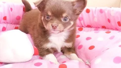 Download チワワ チョコタン ブリーダー Mp4 Mp3 Download チワワ チョコタン ブリーダー Mp4 Mp3