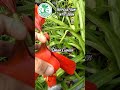 Hippeastrum Intiflorum