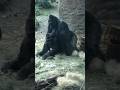 #gorilla Not what you think! #ape #shorts