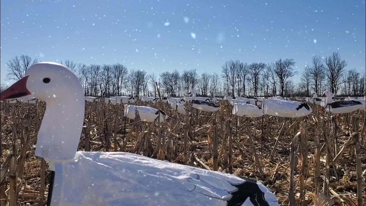 Sky Fly Decoy Spread with Snow Nation YouTube