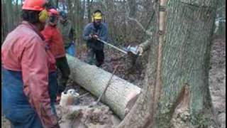 Das Wikingerschiff Teil 1 - Holzernte Im Taunus