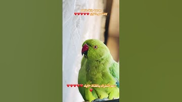 تلاوه عطره من القران الكريم #birds #cutebird #foryou #اكسبلور