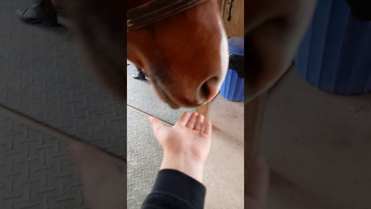 Horse licking you YouTube