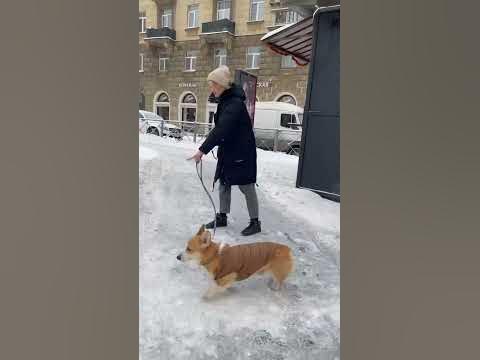 Бентли замерз! - YouTube