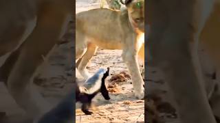 HEWAN PALING BERANI DI DUNIA‼️HONEY BADGER PEMEGANG GUINNESS WORLD RECORDS. #hewanunik #faktaunik