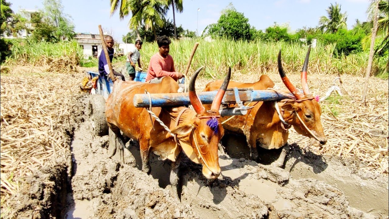 Bullock Cart mud ride & mud stuck