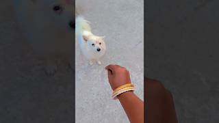 Kuchi Kuchi doen met mijn chihuahua's🤣#shorts