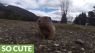 Playful ground squirrels lovingly fed by locals