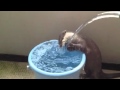カワウソ劇場 ガブ飲みしたいとき〜