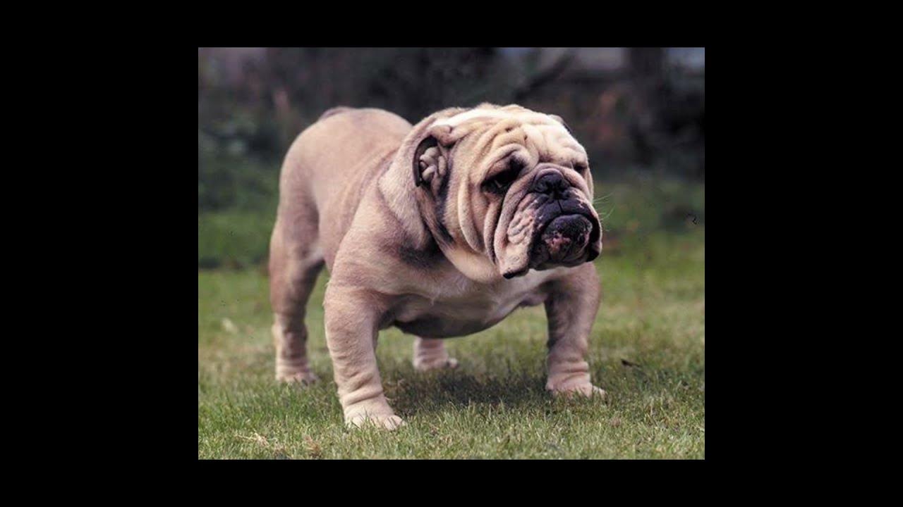 Die Very Rough Meme capcut edit YouTube die-very-rough-meme-capcut-edit-youtube