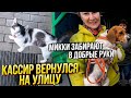 Микки забирают ДОМОЙ 😍 Щенят больше нет😱. Кот Кассир вернулся к Пятёрочке.