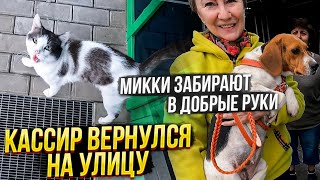 Микки забирают ДОМОЙ 😍 Щенят больше нет😱. Кот Кассир вернулся к Пятёрочке.