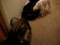 Buddy the Jack Russell finding drugs Buddy the Jack Russell finding drugs