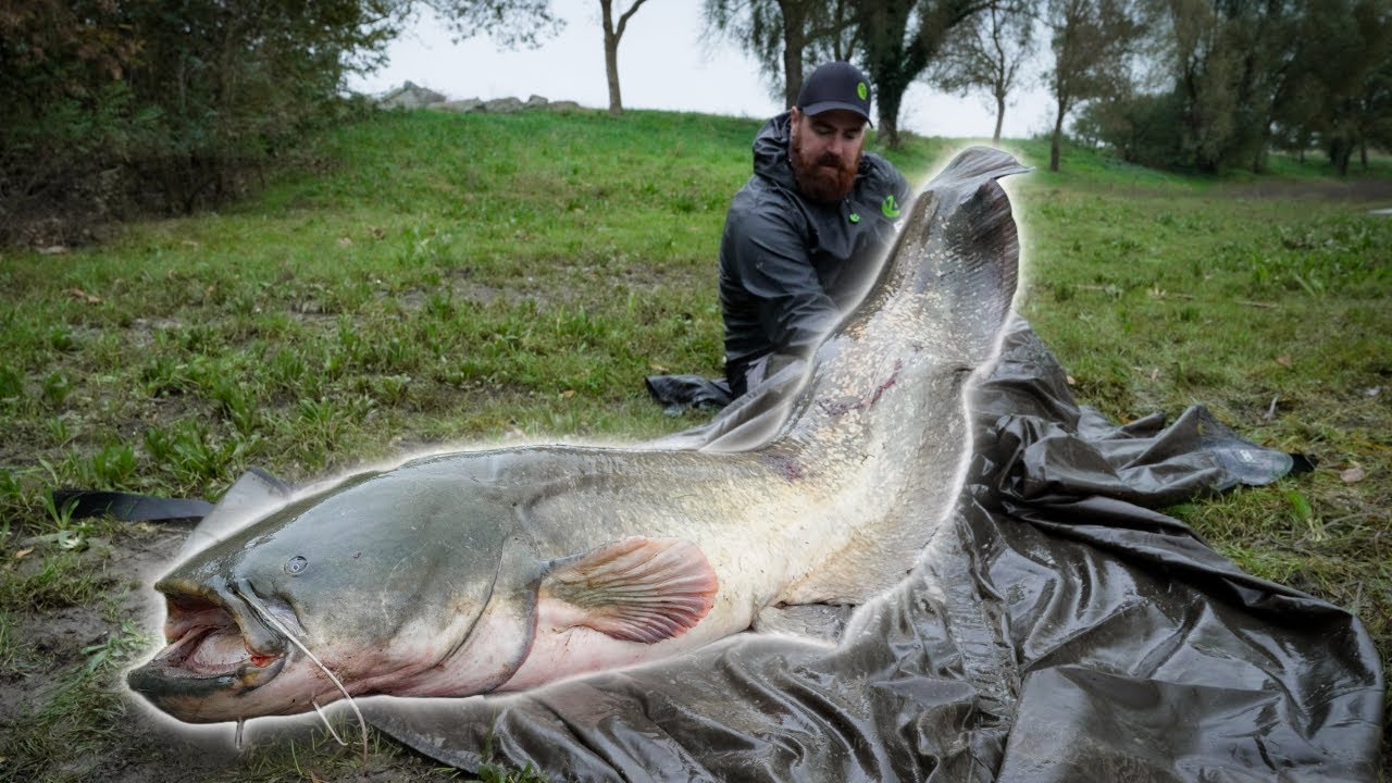 2 ENORMES SILURE | Le Fireball serait-il vraiment redoutable ?