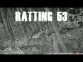 Ratting 53