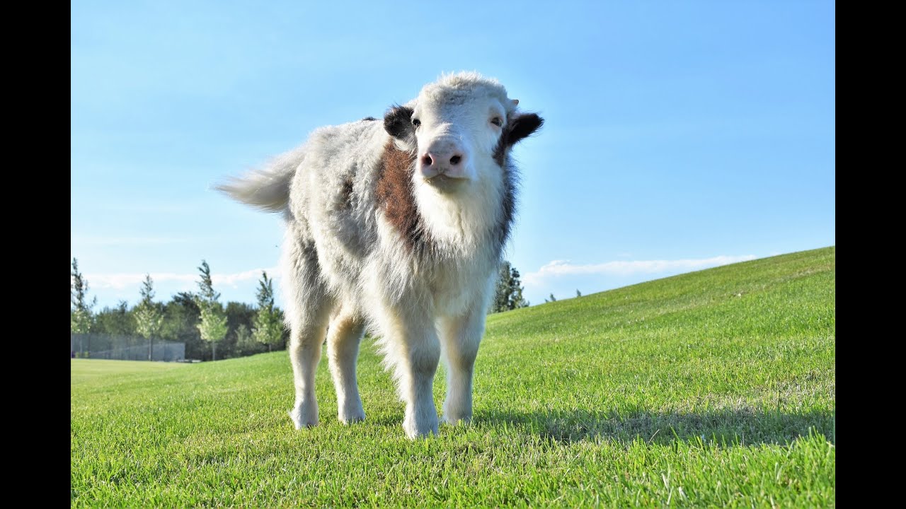 BOOP, PLAYTIME WITH A BABY YAK, DISCOVERY WILDLIFE PARK
