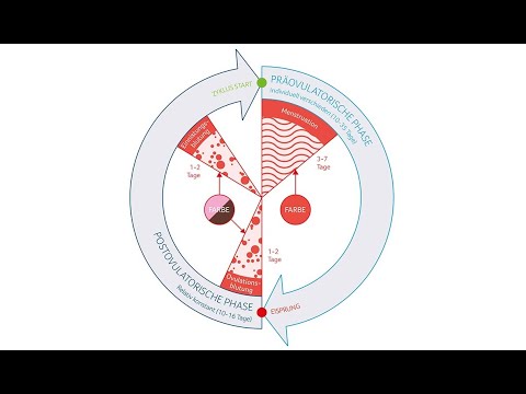 Video: Unterschied Zwischen Eisprung Und Menstruation