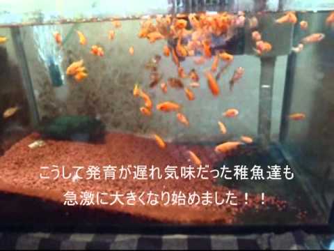 金魚 100円で自動給餌器を作ってみた Youtube